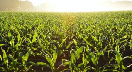 報告:農業經營主體困難;易生新材料:把玉米做成衣服