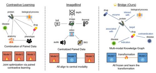 iclr 2024 uiuc等提出biobridge 用知識圖譜構建多模態生物醫學基礎模型