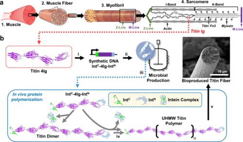 合成生物學新型高分子材料 更強更韌，有望替代高端石油基材料